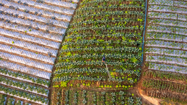 Aerial view of a farmer watering rows of vibrant green vegetable crops in the terraced fields of Selo, Central Java, Indonesia.