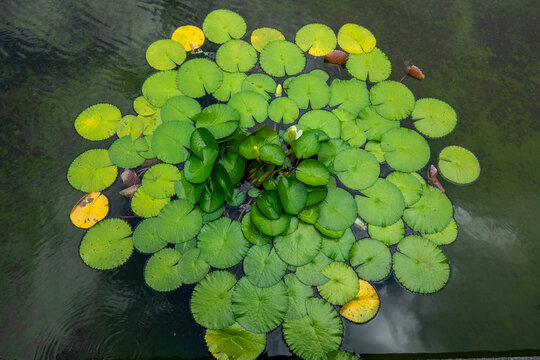 Cluster of water lily leaves floating on a garden pond, Kansai region, Kyoto, Japan