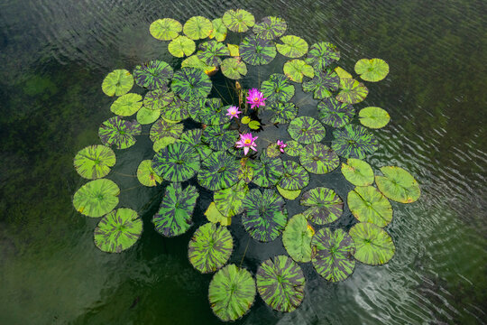 Purple water lilies blooming among variegated lily pads on a pond, Kansai region, Kyoto, Japan