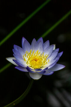 Purple water lily flower with white and yellow center against a dark background, Kansai region, Kyoto, Japan