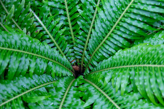 Close-up of fern fronds forming a radial pattern with water droplets, Kansai region, Kyoto, Japan