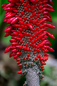 Close-up of a plant spike covered in bright red seed pods, Kansai region, Kyoto, Japan