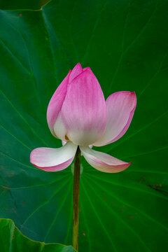 Pink lotus flower bud rising above a large green lotus leaf, Kansai region, Kyoto, Japan