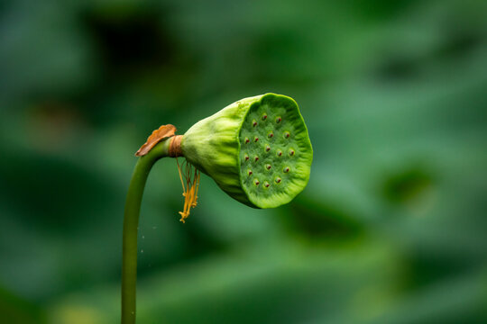 Green lotus seed pod hanging at an angle with a curled dried petal, Kansai region, Kyoto, Japan