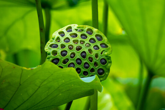 Round lotus seed pod with dark ripe seeds set against green leaves, Kansai region, Kyoto, Japan