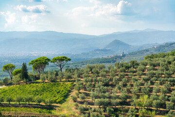 Obraz premium Montalbano Hills Olive Groves Vineyards View Tuscany