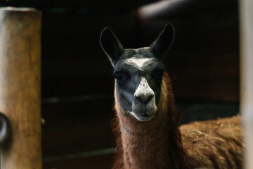 Close-up portrait of a llama with dark fur and distinctive facial markings standing in a rustic enclosure. © Glen
