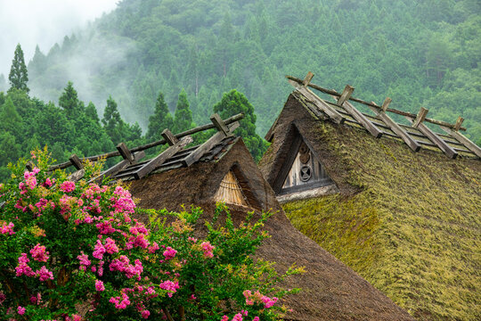 Two adjacent thatched gable peaks with crossed wooden ridge timbers and a carved crest above blooming pink crape myrtle branches, Kyoto prefecture, Miyama, Japan