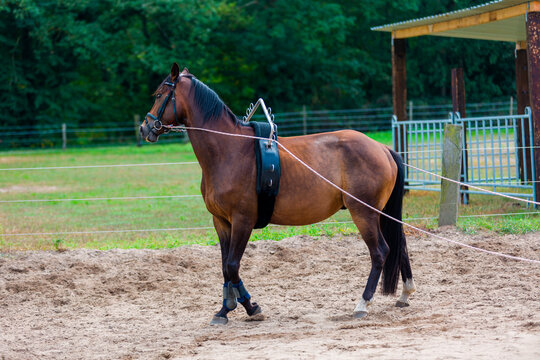 Pferd longieren