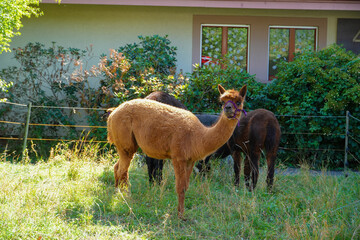 Fototapeta premium Sheared alpacas on the grass in summer.