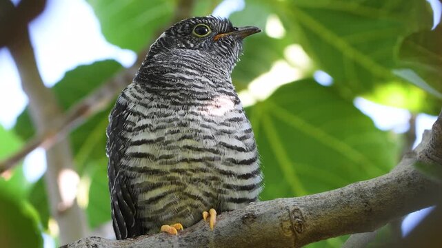 Close-up shot of a young common cuckoo