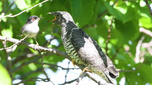 Male Sardinian warbler feeding juvenile common cuckoo