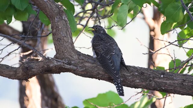 Young common cuckoo calling
