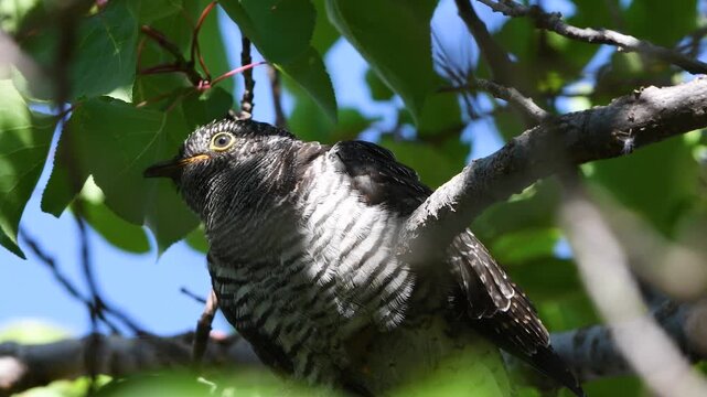 Male Sardinian warbler feeding juvenile common cuckoo
