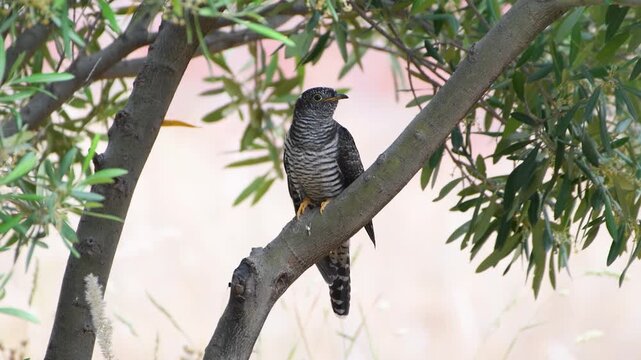 Young common cuckoo calling