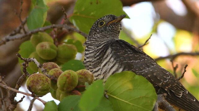 Close-up shot of a young common cuckoo