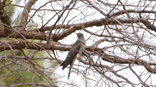 Young common cuckoo calling