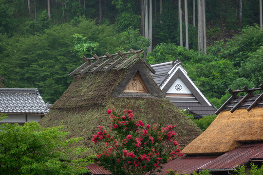 Thatched gable with a wooden ridge cap and small window rising above red flowering shrubs beside neighboring tiled and thatched rooftops, Kyoto prefecture, Miyama, Japan