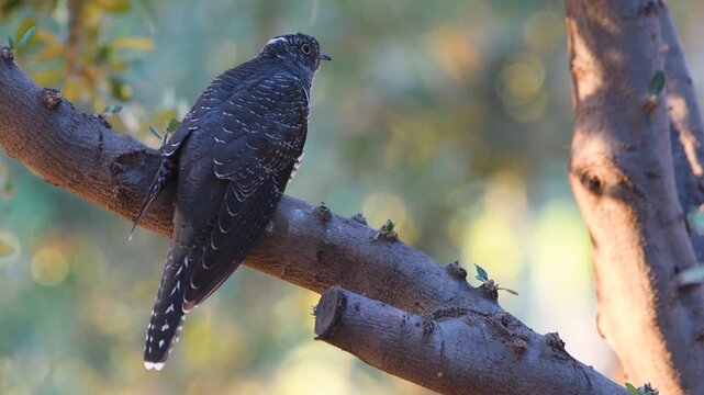 Male Sardinian warbler feeding juvenile common cuckoo