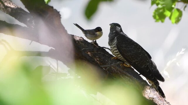 Male Sardinian warbler feeding juvenile common cuckoo