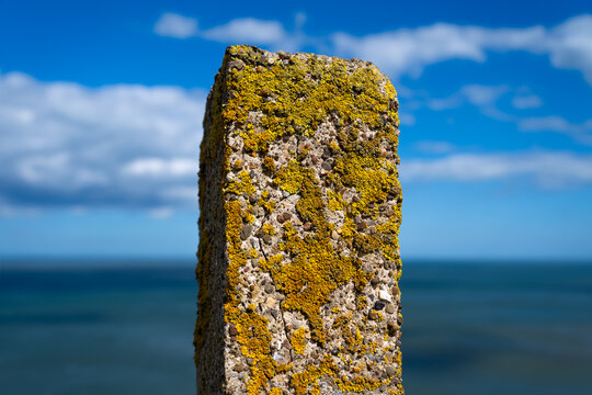 Weathered concrete post covered with yellow-orange lichen, likely Xanthoria parietina, at the sunny cliff edge of Bempton Cliffs, East Yorkshire, England.