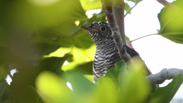 Close-up shot of a young common cuckoo