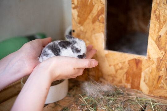 Tiny newborn decorative rabbit lying on open human palms. Hairless, blind baby bunny, very small and fragile. Care and tenderness concept. Soft natural light, close-up, blurred background, shallow dep