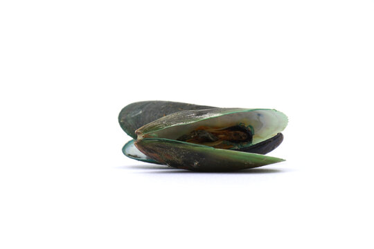 These bivalve mollusks are commonly harvested for food. . mussels on a white background