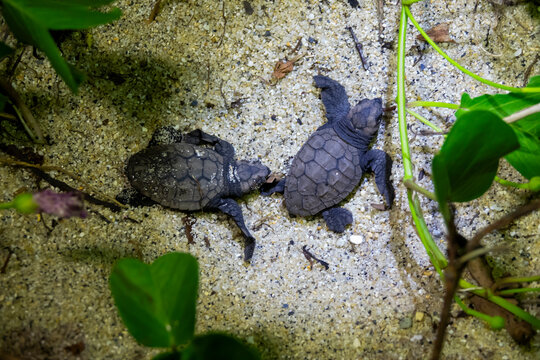 Overhead view of two newborn loggerhead sea turtle hatchlings crawling side by side across sand toward beach vines on Kurio beach, Kagoshima Prefecture, Yakushima, Japan