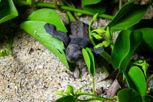 Hatchling loggerhead sea turtle sprawled with flippers spread across a heart-shaped morning glory leaf near unopened green buds on Kurio beach, Kagoshima Prefecture, Yakushima, Japan