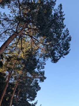 trees and sky