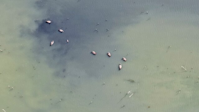 Aerial view of a group of ducks swimming in a lake with calm water and scattered aquatic vegetation in Erie, Colorado, United States.