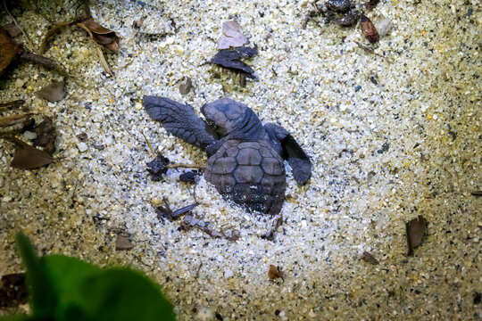 Close-up of a loggerhead sea turtle hatchling stretching both front flippers wide across coarse sand on Kurio beach, Kagoshima Prefecture, Yakushima, Japan