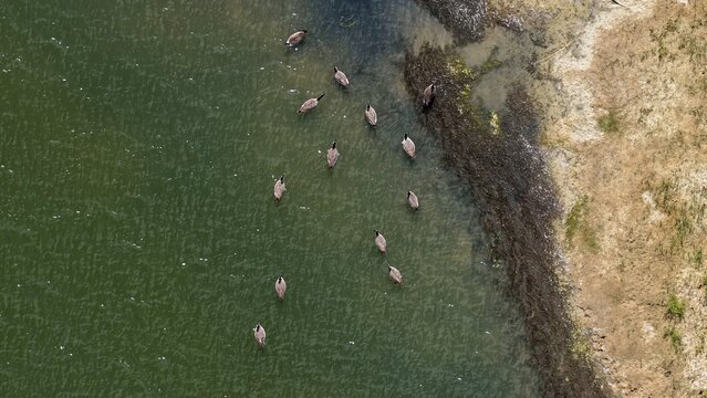 Aerial view of a flock of Canada geese swimming in a lake near the shoreline in Erie, Colorado, United States.