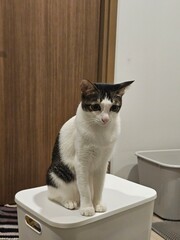cat in a basket © tanatip