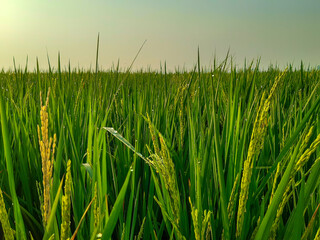 Obraz premium Fresh green rice paddy field with ripe rice plants covered in morning dew, creating a lush agricultural landscape and natural rural background.
