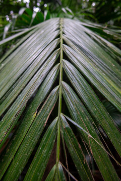 Close-up of a palm tree frond in a tropical garden, Yaeyama Islands, Ishigaki, Japan