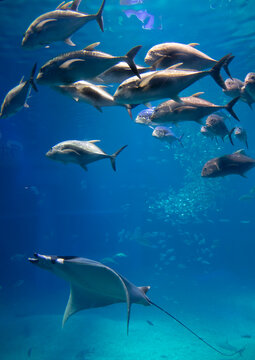 School of trevally fish and an eagle ray swimming at an aquarium in Kansai region, Osaka, Japan