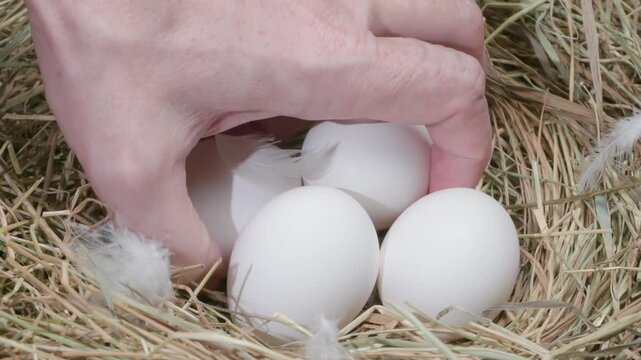 Freshly Laid Chicken Eggs. From a nest with snow-white chicken eggs they are taken out close-up
