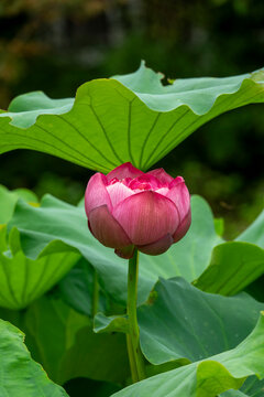 Pink lotus flower bud among green leaves in Kansai region, Kyoto, Japan