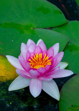 Pink water lily blooming among lily pads in Kansai region, Kyoto, Japan