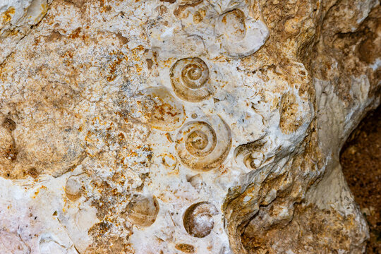 Close-up of weathered limestone rock embedded with prehistoric gastropod fossil shells, revealing detailed spiral textures and ancient marine sediment patterns in a natural stone surface