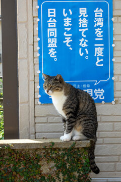 Tabby and white cat sitting alert on a stone ledge in front of a blue Japanese election poster, Ainoshima Island, Shingu, Japan