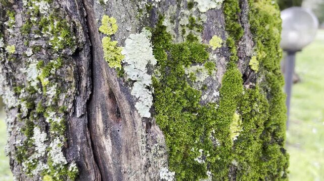 Infected tree trunk because of constant humidity and not enough sunlight, green fungus and lichen covered tree bark, serious tree bark disease leading to extinction