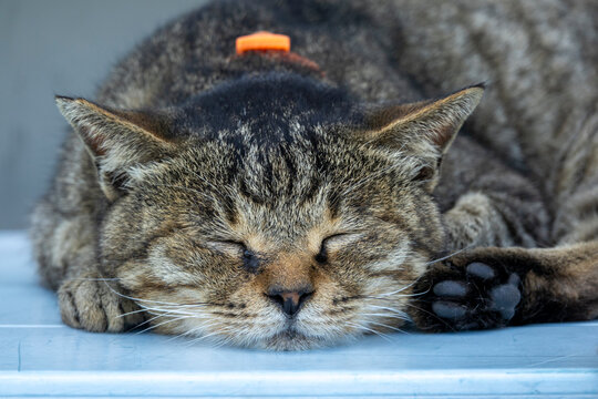 Close-up portrait of a sleeping tabby cat's face with an orange collar visible behind its ear and one paw outstretched, Ainoshima Island, Shingu, Japan