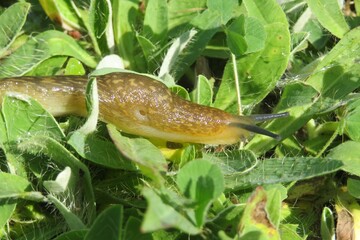 Brown slug on grass in the garden © natalya2015