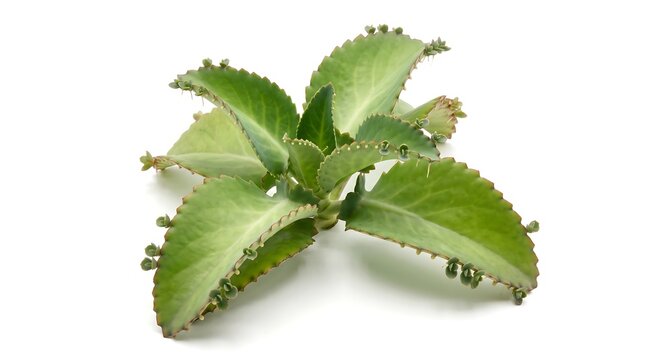 Kalanchoe pinnata plant with small plantlets on leaf edges isolated on white background.
