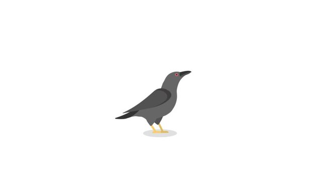 Animated flat vector black crow character isolated on a white background, suitable for spooky, mystery, and wildlife video projects