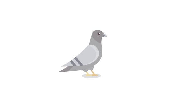Animated flat vector pigeon or dove character isolated on a white background, ideal for urban wildlife and peace-themed motion graphics