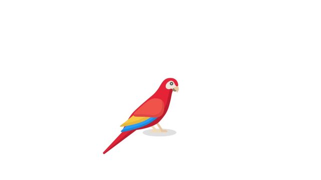 Animated flat vector colorful parrot or macaw character isolated on a white background, perfect for tropical, jungle, and vibrant motion graphics